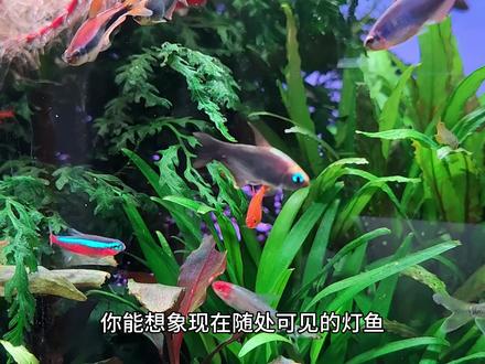 盘点几种曾经,贵的离谱的鱼,有你缸里养的吗? #观赏鱼 #水草缸 #养鱼日记 #鱼缸里的大自然