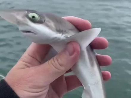 鲨鱼:你等我长大的 #搞笑视频 #搞笑配音