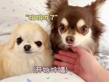 当爱吃醋小狗发现妈妈在睡前偷偷摸妹妹…🥹 栗米圆的睡前小日常一则~#吉娃娃 #万物可爱计划 #给春日养宠支个招 #笨蛋小狗 #vlog日常