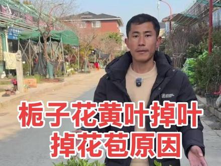 栀子花黄叶,掉叶,掉花苞,叶子发黑,烂根,闷根原因和解决办法 #栀子花黄叶掉叶的原因及处理方法 #栀子花黄叶 #栀子花 #栀子花养护#养花小知识