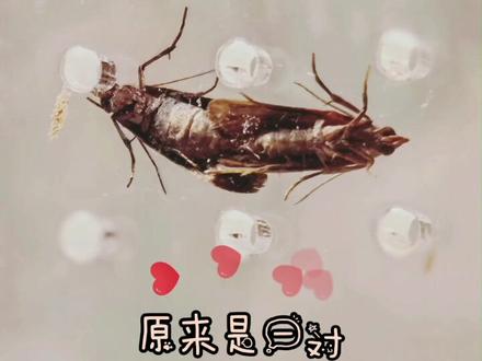 遇到一对正在“双修”的飞蛾,但……下场有点惨……#惊不惊喜意不意外 #奇妙的动物 #动物世界