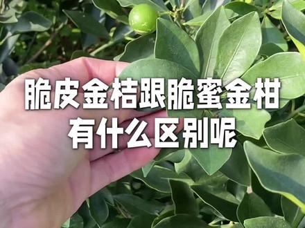 脆皮金桔跟脆蜜金柑区别#苗木种植基地 #果树苗木供应