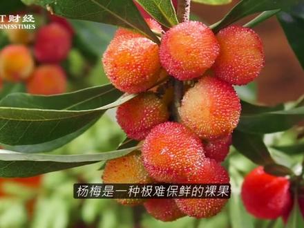 漳州杨梅崩了,违规的被罚了,老实果农在砍树喂猪 #福建漳州 #杨梅 #漳州杨梅
