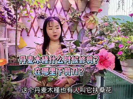 丹麦木槿什么时候修剪更合适,又该怎么修剪? #养花