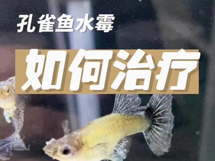 孔雀鱼水霉怎么办#孔雀鱼 #观赏鱼 #鱼缸里的大自然 #精品孔雀鱼 #养鱼养心