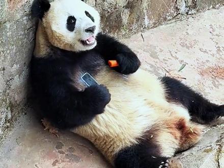 大熊猫捡到手机拒不归还 捡到就是我的谁都不能抢走#大熊猫 #国宝大熊猫 #来这吸熊猫 #熊猫的生活有多惬意