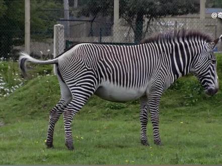 斑马艰难分娩全过程,幸好有斑马爸爸贴心守护,全程令人揪心! #野生动物零距离 #神奇动物 #动物母爱