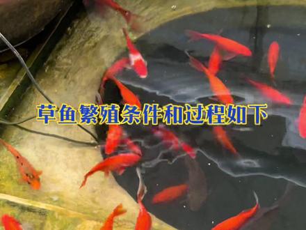 草鱼属于卵生鱼类,繁殖方式为自然繁殖(需特定环境)和人工繁殖(养殖常用),具体如下:
一、自然繁殖(野生环境)
1. 繁殖条件
◦ 需在江河干流的急流环境中完成(池塘等静水环境无法自然产卵),水温稳定在18-28℃(最佳22-25℃),水流刺激促使亲鱼发情产卵。
◦ 亲鱼性成熟年龄:雌鱼4-5龄(体重5kg以上),雄鱼3-4龄(体重4kg以上)。
2. 繁殖过程
◦ 发情产卵:雌雄亲鱼在水流刺激下追逐发情,雌鱼将卵产在水中(漂浮性卵,卵膜薄,随水流悬浮孵化),雄鱼同步排精完成受精。
◦ 孵化:受精卵在适宜水温(20-22℃)下,约30-40小时孵出鱼苗,随水流扩散至沿岸浅水区生长。
#见锦鲤者发发发 #草鱼养殖 #锦鲤池中游
