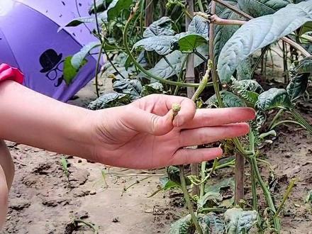 豆角采完头茬,下部出来的花芽,侧枝到底该不该留?#抖音助农 #豆角 @DOU+小助手