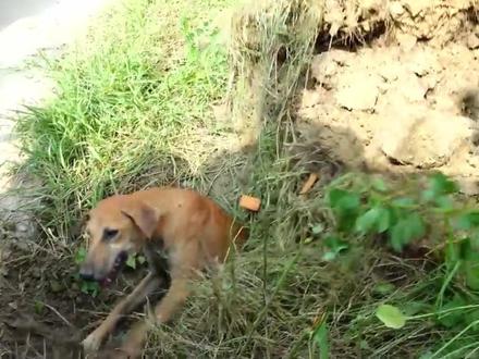 可怜的小狗被巨蟒拖入洞穴 捕蛇人帮助小狗脱离巨蟒的洞穴,开始寻找巨蟒的老巢#神奇的闲鱼 #闲鱼省钱神券 #动物世界 #蛇