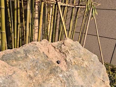 国产积木拼搭:三角洲威龙#积木 #乐高 #三角洲 #威龙 #特种兵