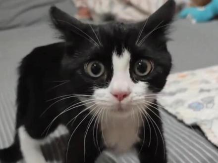 定期驱魔奶牛猫 #奶牛猫 #记录猫咪日常 #萌宠出道计划