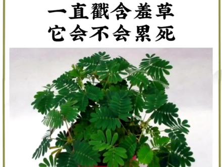 含羞草为什么会动?#一直戳含羞草它会发生什么?#含羞草 #植物科普小知识