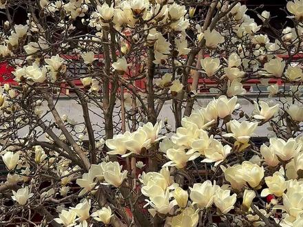 北京汉服赏花|大观园氛围感拉满 北京春天赏花第一站大观园!
现在来这儿真的赶上好时候了!雪白雪白的玉兰花正开得轰轰烈烈,满树莹白的花团,配上古色古香的大观楼背景,红墙黛瓦衬着白花,氛围感直接拉满,真的巨出片!
你们看现场,好多穿汉服古装的小姐姐都在这儿扎堆打卡,不管是拍大场景氛围感,还是怼脸拍特写,随手一按都是古风大片,发朋友圈点赞直接爆!
而且不光能拍照,这儿还有超有意思的互动玩法!现场答题、写毛笔字,完成任务就能领到对应的小奖励,逛园子还能解锁小惊喜,也太值了!
北京最好的春天就这么短短一阵子,别再宅家了!赶紧约上你的拍照搭子、饭搭子,来大观园踏春赏花,接住这波限定春日浪漫吧!#北京旅游 #大观园#古装造型 ##出招吧新主播 #周末去哪儿