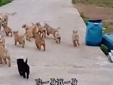 #搞笑 #搞笑动物配音视频 #搞笑沙雕日常 #搞笑短视频10秒笑掉大牙 #中视频伙伴计划