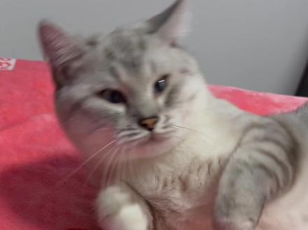 豆包疑似被逼疯了#反转 #搞笑 #豆包ai #猫咪 #萌宠