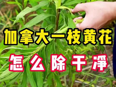 #加拿大一枝黄花 到底有多恐怖?不小心长在农田了怎么办?#农业种植 #除草 #入侵物种 #三农 #757 #抖音助农 #新农人计划