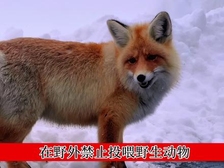 野生狐狸不能投喂,主要基于以下原因:
健康风险:人类食物如面包、火腿肠等,通常高油、高盐、高糖,而狐狸的消化系统和人类不同,长期摄入这类食物,会加重其心脏、肾脏负担,引发代谢紊乱,导致器官衰竭等健康问题,出现脱毛等症状,严重时可能死亡 。
生存能力下降:投喂会让狐狸形成依赖,使其丧失自主觅食能力,难以在自然环境中独立生存 。
安全隐患:投喂地点一般较空旷,会增加狐狸被天敌捕食的风险 。
疾病传播风险:投喂可能造成人与野生动物界限模糊,带来疾病传染风险。
破坏生态平衡:随意投喂会破坏野生环境,影响食物链稳定,对生态造成负面影响 。
为了狐狸的健康和生态平衡,请大家不要投喂任何野生动物#新疆活地图#新疆旅游攻略#喀纳斯小狐狸#保护野生动物 #真实生活分享计划