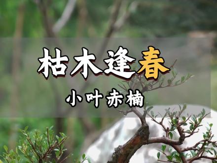 赤楠“枯木逢春”是盆景艺术中极具生命力的造型,通过保留枯朽的树干,同时让新芽从枯木中萌发#真实生活分享计划 #盆景艺术 #小叶赤楠