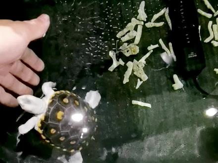 不是每种龟都能叫钻纹狗🐶,和钻纹龟互动是一种什么样的体验🤔