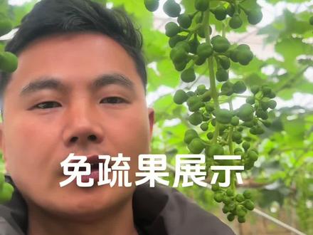 葡萄免疏果技术