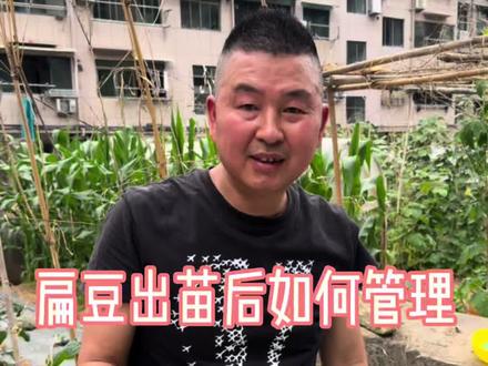 扁豆出苗后如何管理 #种植小技巧 #抖音助农 #新农人计划 #扁豆 #种菜小技巧