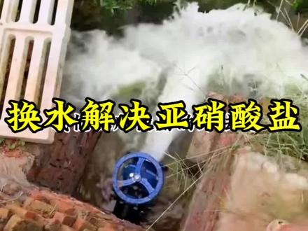 #水产人 #水产养殖 #水产养殖技术 #水产人 #鲈鱼 @鲈鱼养殖技术 换水是快速解决氨氮亚硝酸的办法,如果想彻底解决这个问题就必须让水体里菌藻平衡这才是长久