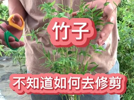 不知道竹子要怎么修剪?简单一招教会你#米竹 #观音竹 @抖音小助手