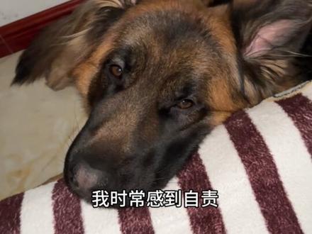 养德牧是一种什么体验#德牧