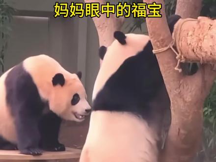 在你眼里,福宝是一个怎样的小熊?#大熊猫 #国宝#来这吸熊猫 #福宝 #福宝和妈妈