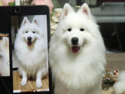 带大家做全身款羊毛毡狗狗罗~不知不觉成为全职手艺人两年了#羊毛毡 #羊毛毡戳戳乐 #仿真动物 #羊毛毡戳戳乐 #羊毛毡宠物定制