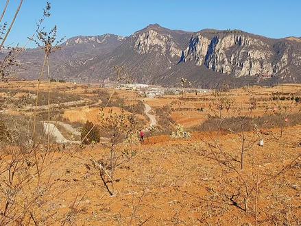 谁说桉树地“寸草不生”?事实可能颠覆你的认识!!