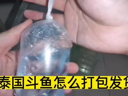 泰国斗鱼怎么打包安全发给玩家?学会了可以当个小副业 #养鱼日记 #观赏鱼 #泰国斗鱼