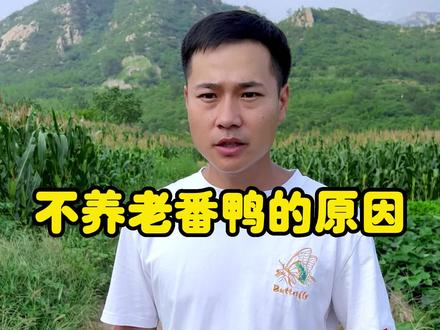 为什么那么多人不养番鸭,为什么大家在市面上很买到好番鸭,这几点真的很重要#阿木家老番鸭 #番鸭 #源头好生鲜