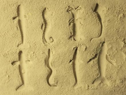 认识虎鲸座头鲸吞噬鳗等8种海洋动物 #玩沙 #玩具认识动物