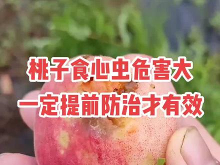 桃子食心虫(桃蛀螟)危害大,一定提前防治才有效;推荐防治药物在视频最后方,欢迎关注