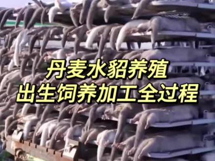 丹麦水貂养殖场,辟谣活剥#貂皮大衣 #工厂实拍视频 #进口水貂 #真毛皮草 #专业生产厂家