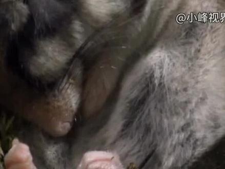 外面大雪纷飞 窝里温暖如春!冬眠的快乐你们想象不到!睡鼠&旱獭 #神奇自然生物