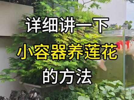 详细讲一下《小容器养微型莲花的方法》 #碗莲种植技术 #碗莲种植技巧 #碗莲种植教程 #碗莲的种植方法 #碗莲种植指南