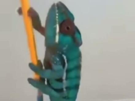 变色龙怎么样才会变色#爬宠日常 #爬宠 #家有爬宠 #爬行动物