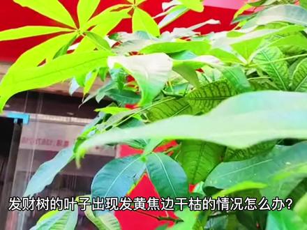发财树叶片边干黄怎么办?#发财树养护