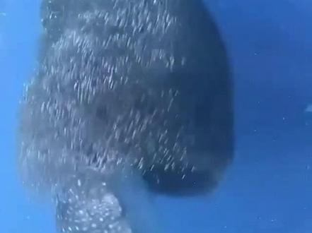 鲸鲨这一口吞下多少小鱼儿#鲸鲨 #海洋生物 #潜水