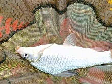 今天目标鱼似刺鳊鮈,鱼获虽然不多,但也算完美,非常NICE!
#钓鱼人 #原来钓鱼才是抖音运动顶流 #2022dou来钓鱼