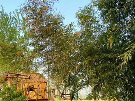 千元打造的竹林小屋全过程#我的乡村生活 #小院改造 #抖音小助手dou上热门