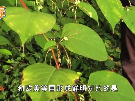 日本虎杖入侵多国,英国花63亿未能消灭,为何我国还要大量种植?