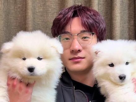 熊版狼版到底有什么差别#狗狗 #萨摩耶 #熊版 #狼版