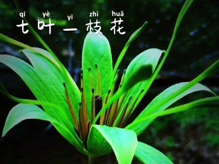 七叶一枝花,又名七叶莲。其特征是由一圈轮生的叶子中冒出一朵花,花的形状像极了它的叶子。#七叶一枝花 #高原生态种植