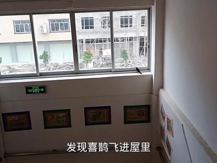 有一只小鸟飞进屋有什么好兆头呢,大家知道吗