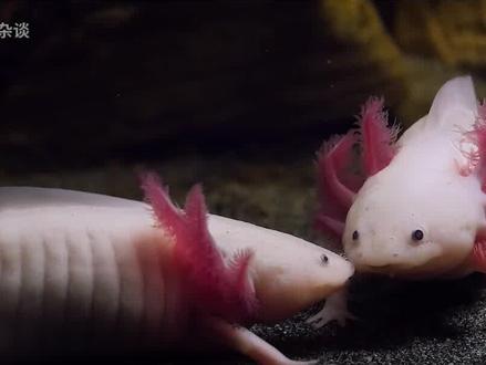 当巨婴原来可能也不错,永远不想长大的美西螈! #美西螈 #六角恐龙 #宠物