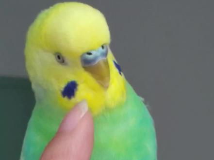 小白兔完整版教学音频 #会说话的虎皮鹦鹉 #创作者中心 #创作灵感 #虎皮鹦鹉说话 #会说话的鸟